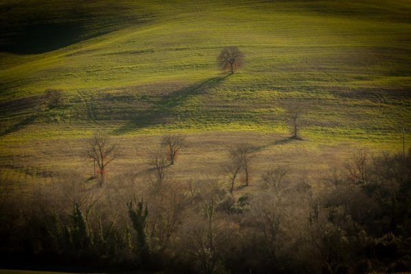 Cinigiano campagne